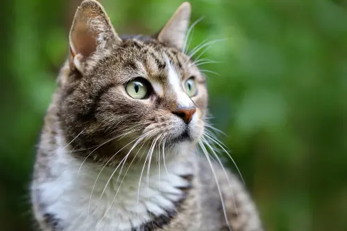 Gestione del gatto: i migliori strumenti a cui fare affidamento