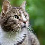 Gestione del gatto: i migliori strumenti a cui fare affidamento