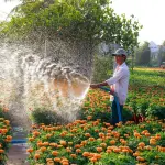 Le piante più adatte a un perfetto giardino estivo