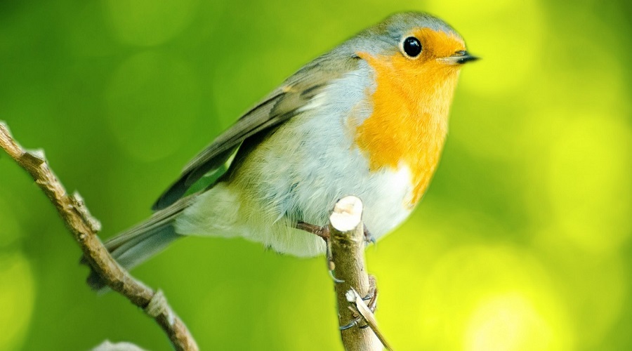 Pastone per gli uccellini: la corretta alimentazione per i nostri animali