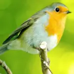 Pastone per gli uccellini: la corretta alimentazione per i nostri animali