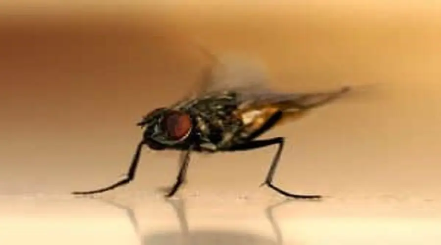 Larve di mosche in casa: come combatterle