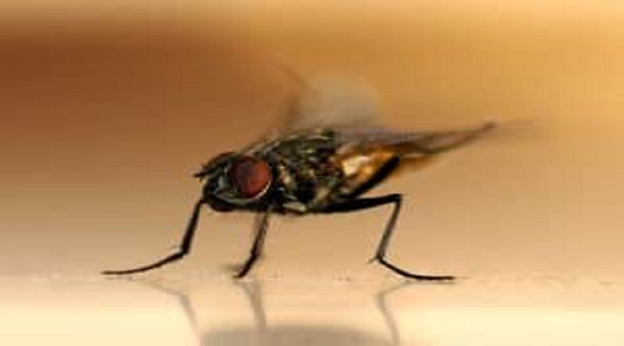 Larve di mosche in casa: come combatterle