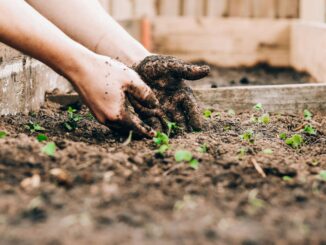 Una persona che prepara il giardino