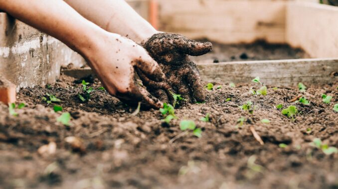 Una persona che prepara il giardino